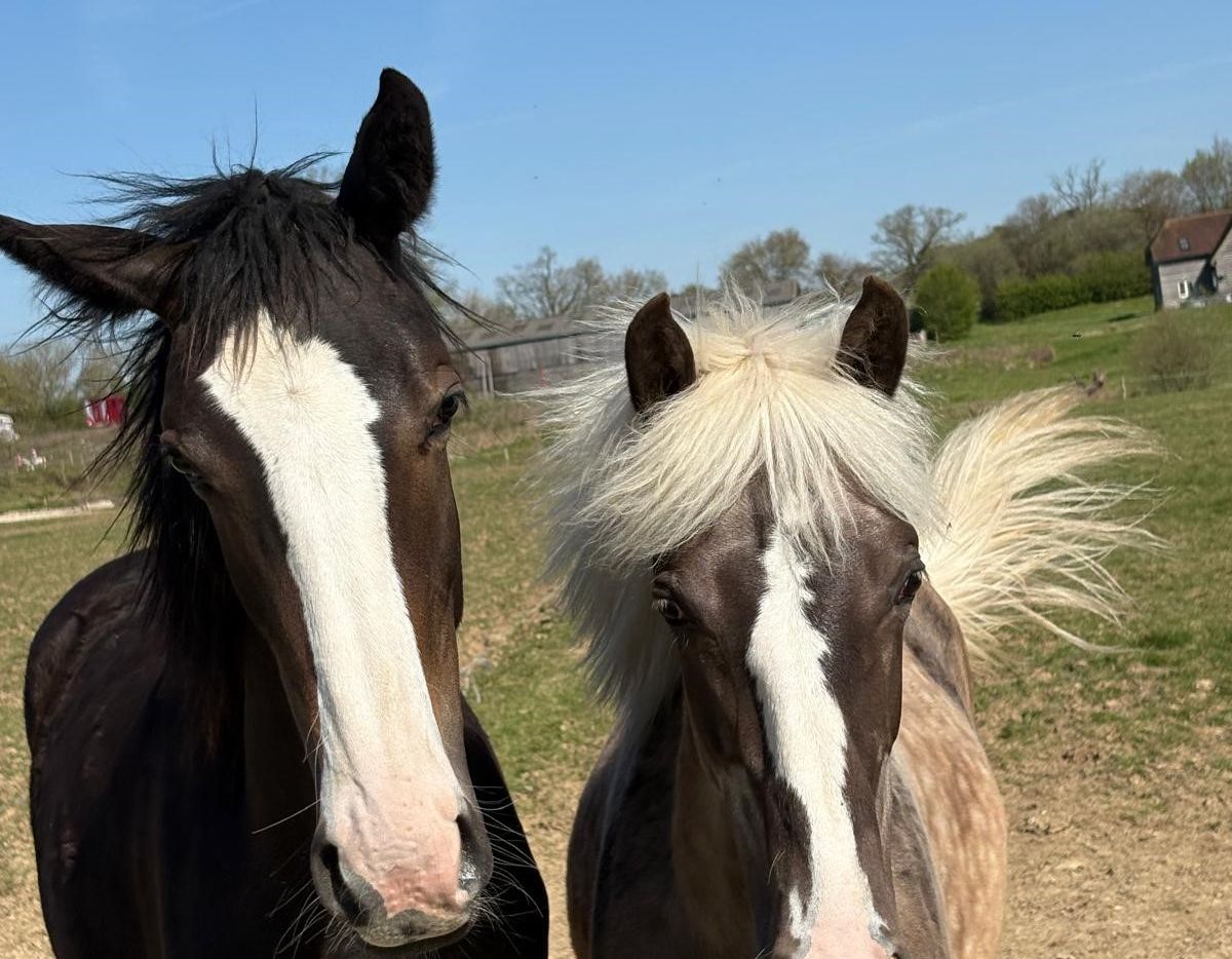 Two horses looking over a fence