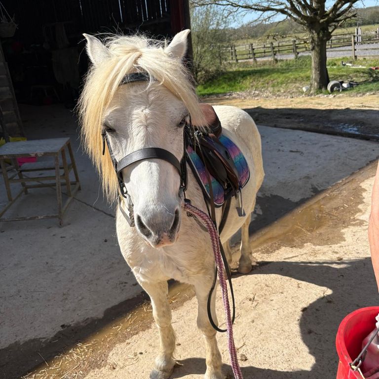 Cream pony in a sunny paddock